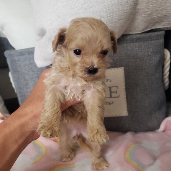 PRINCESS RAYNNE 💗💗💗 - Picture 14 of 17